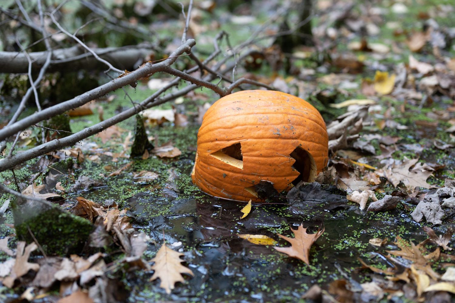 Small orange pumpkin rests on fallen autumn leaves near a puddle of water in a forest setting.