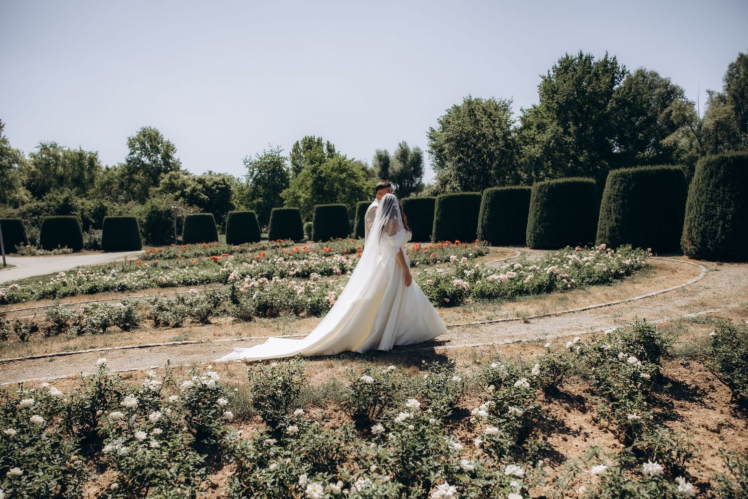 Bride in white wedding gown and veil walks through manicured garden with trimmed hedges and blooming roses.