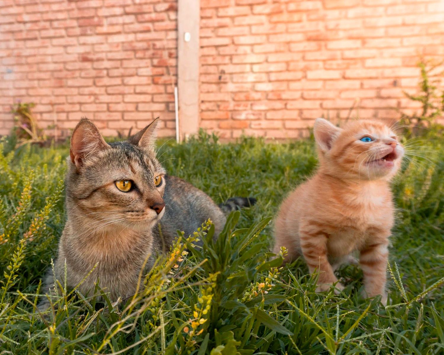 Adult tabby cat and ginger kitten sitting in green grass against brick wall in warm sunlight.
