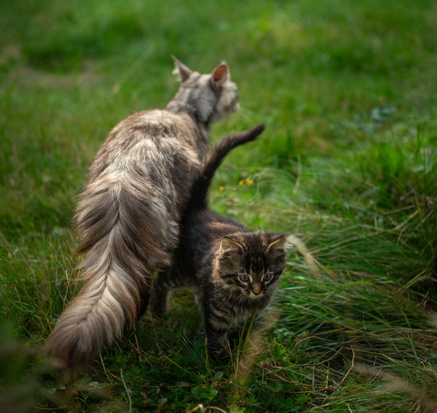 Long-haired brown cat stretches out in green grass while hunting in a garden setting.