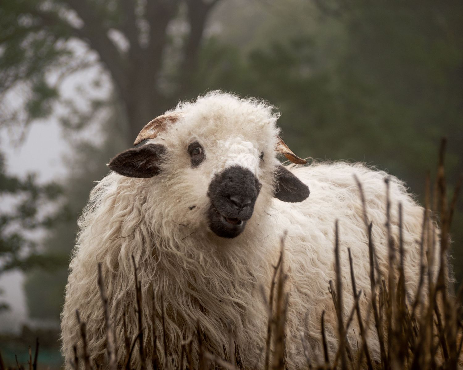 Close-up views of a fluffy white sheep's face with dark eyes and nose against a blurred natural background.