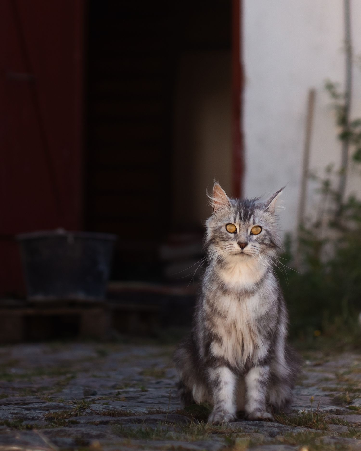 A fluffy Persian cat with grey and white fur sits attentively on a cobblestone path in a garden setting.