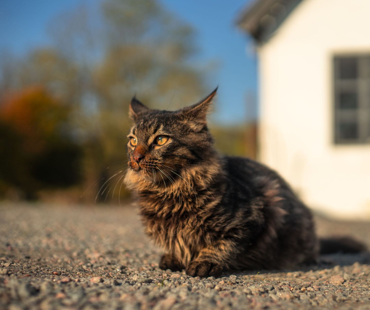 A majestic Maine Coon cat with long brown fur sits on the ground during golden hour with a blurred house in background.