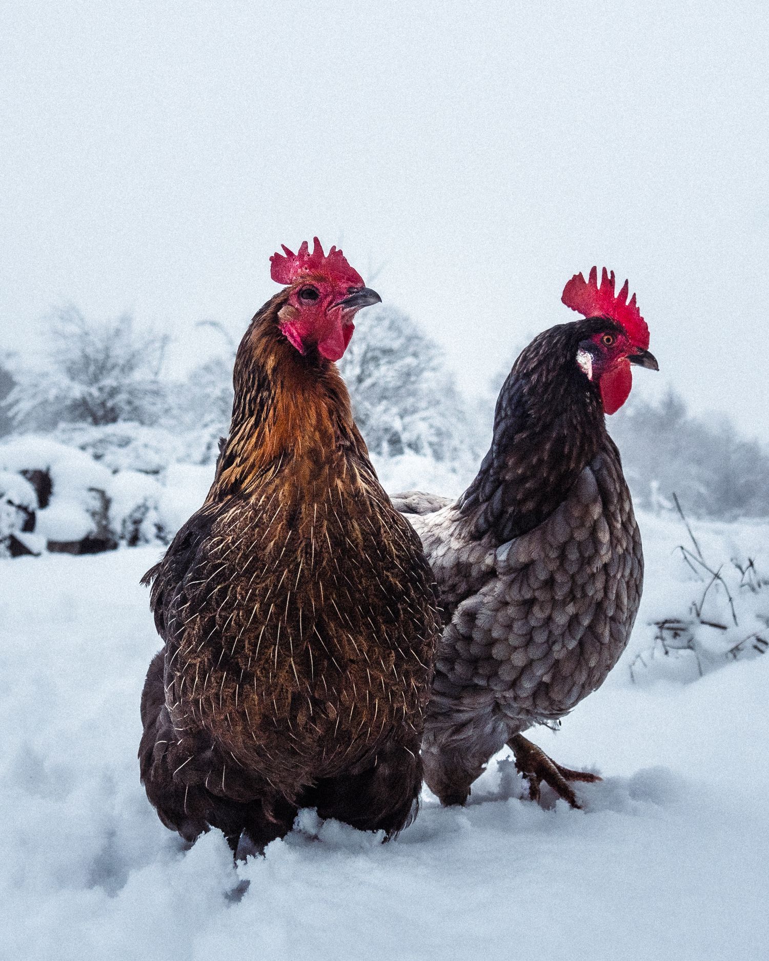 Three brown and black roosters stand together in a snowy winter landscape.
