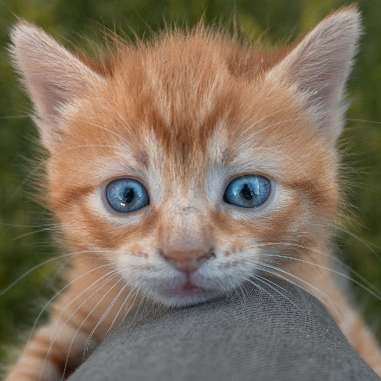 Close-up series of a ginger cat with bright blue eyes showing different expressions and angles.