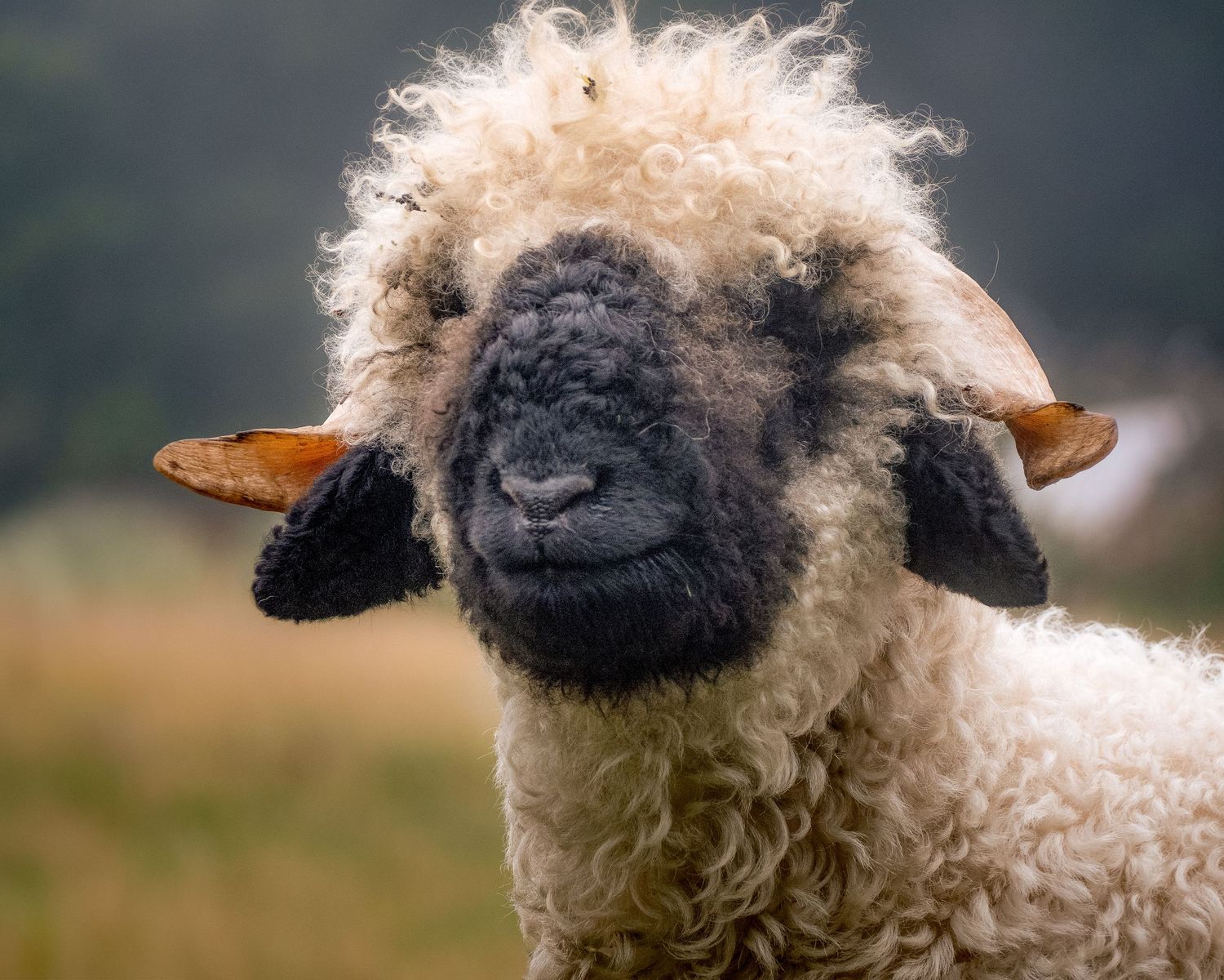 Close-up portrait of a Valais Blacknose sheep with distinctive fluffy white wool and black face in natural setting.