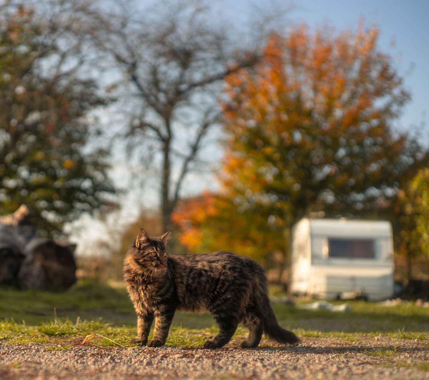 A fluffy brown cat stands on a path with autumn trees and a camper trailer in the background.