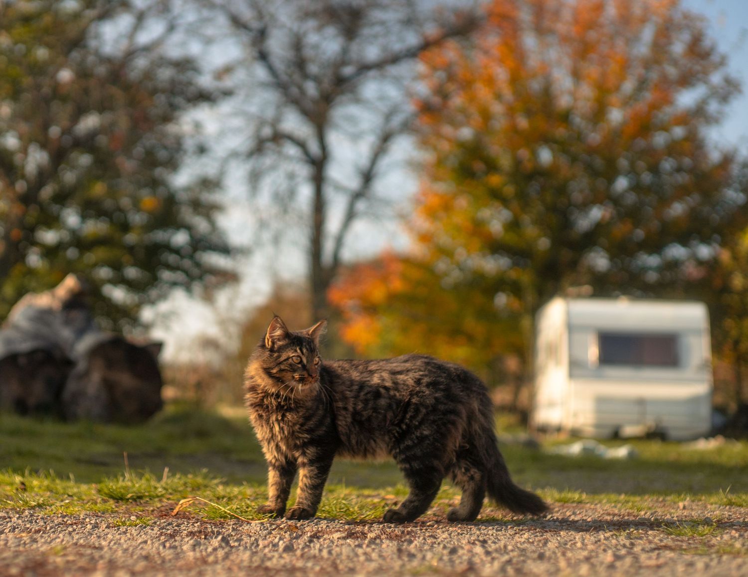 A tabby cat stands on a dirt path with autumn trees and a parked camper trailer in the background.