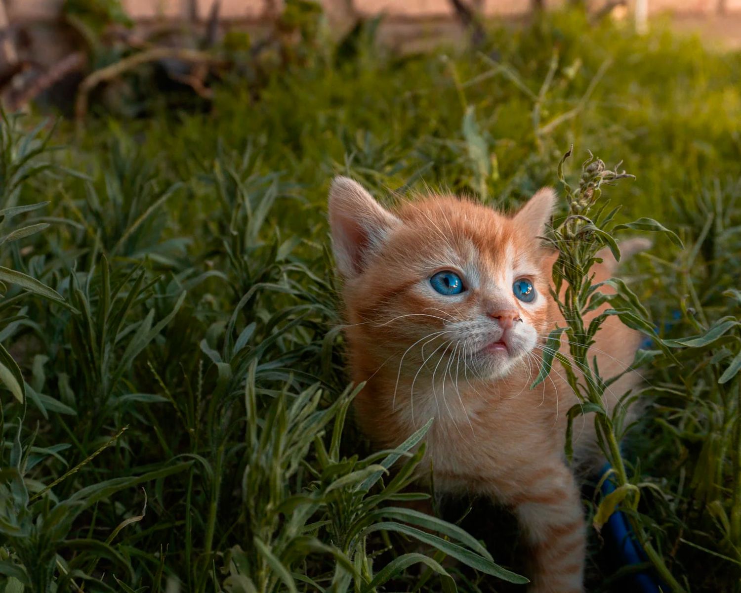Adorable ginger kitten with bright blue eyes peeks through tall green grass at sunset.