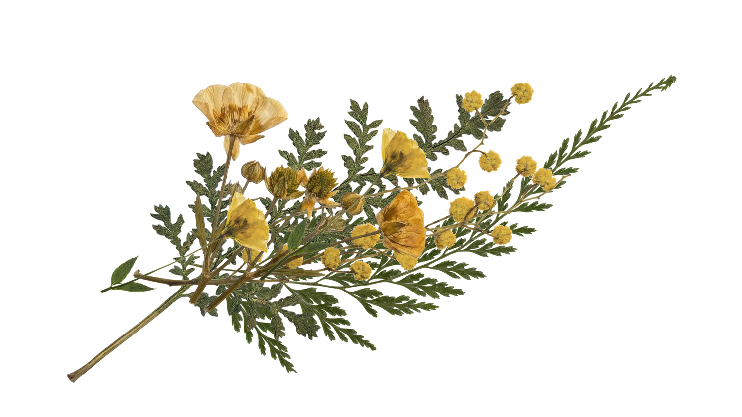Dried pressed tansy branch with yellow flowers and feathery green leaves on white background.