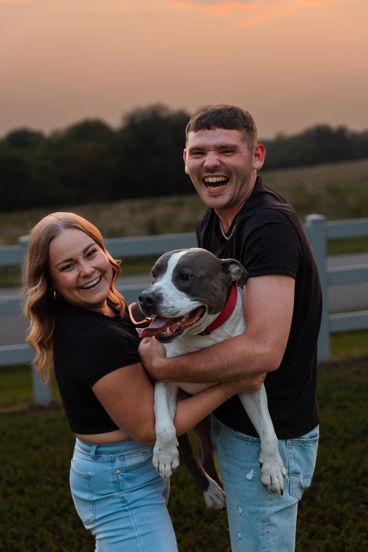 A couple and their black and white dog share playful moments during a sunset photoshoot in a field.