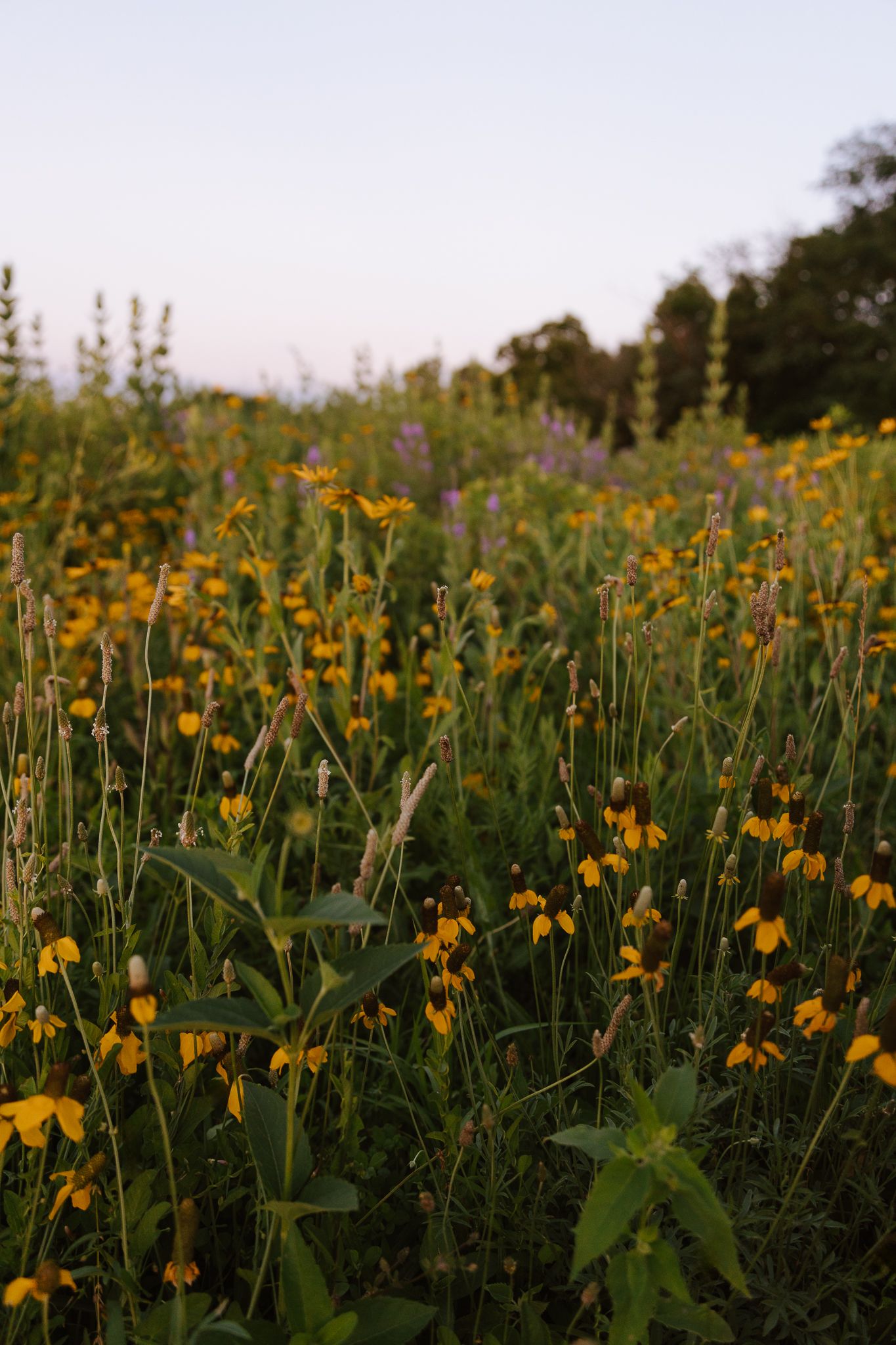 Colorful wildflower meadow with yellow and purple blooms in soft evening light.