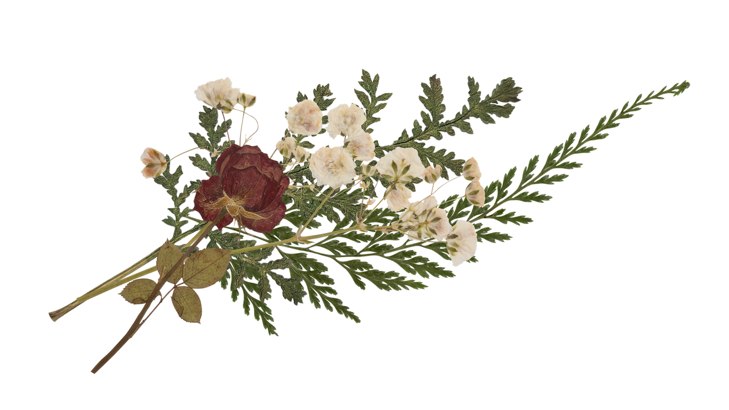 Pressed dried floral arrangement with dark red rose, white flowers, and green fern leaves on white background.