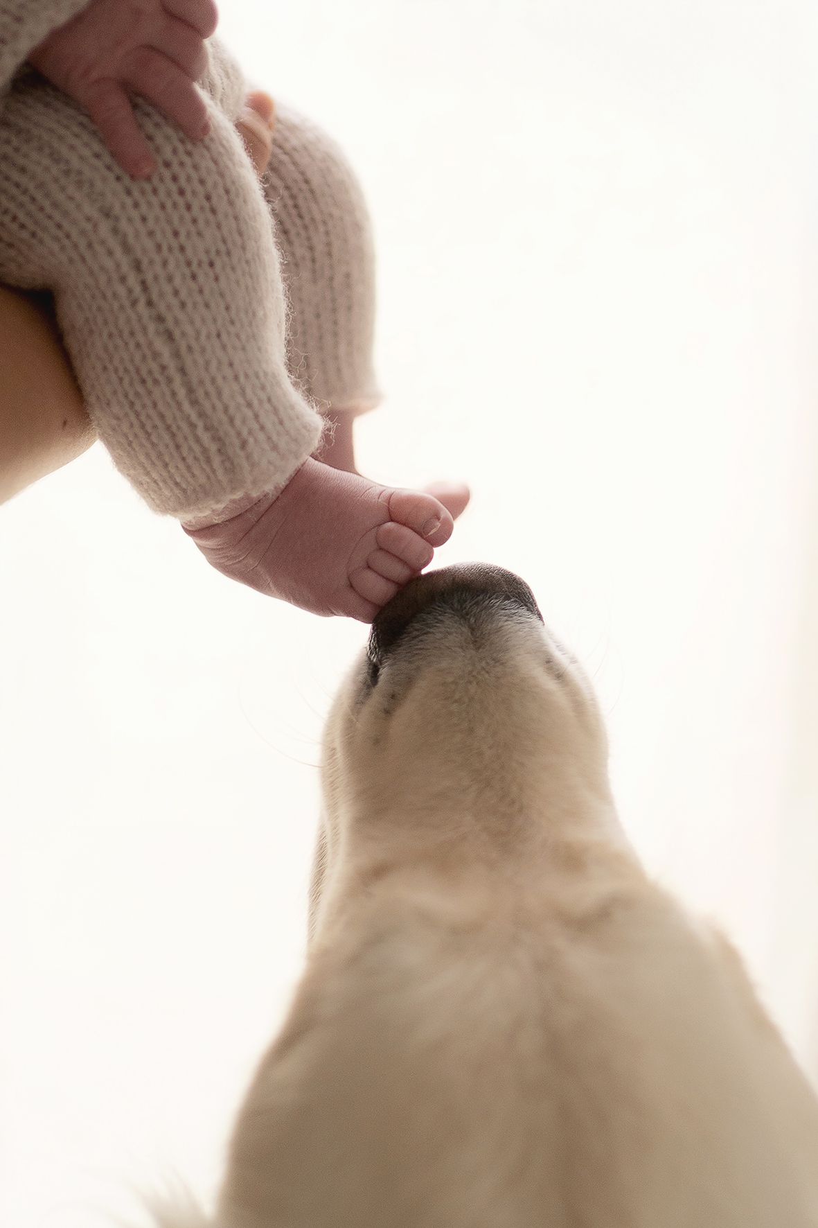 photographe naissance dinan