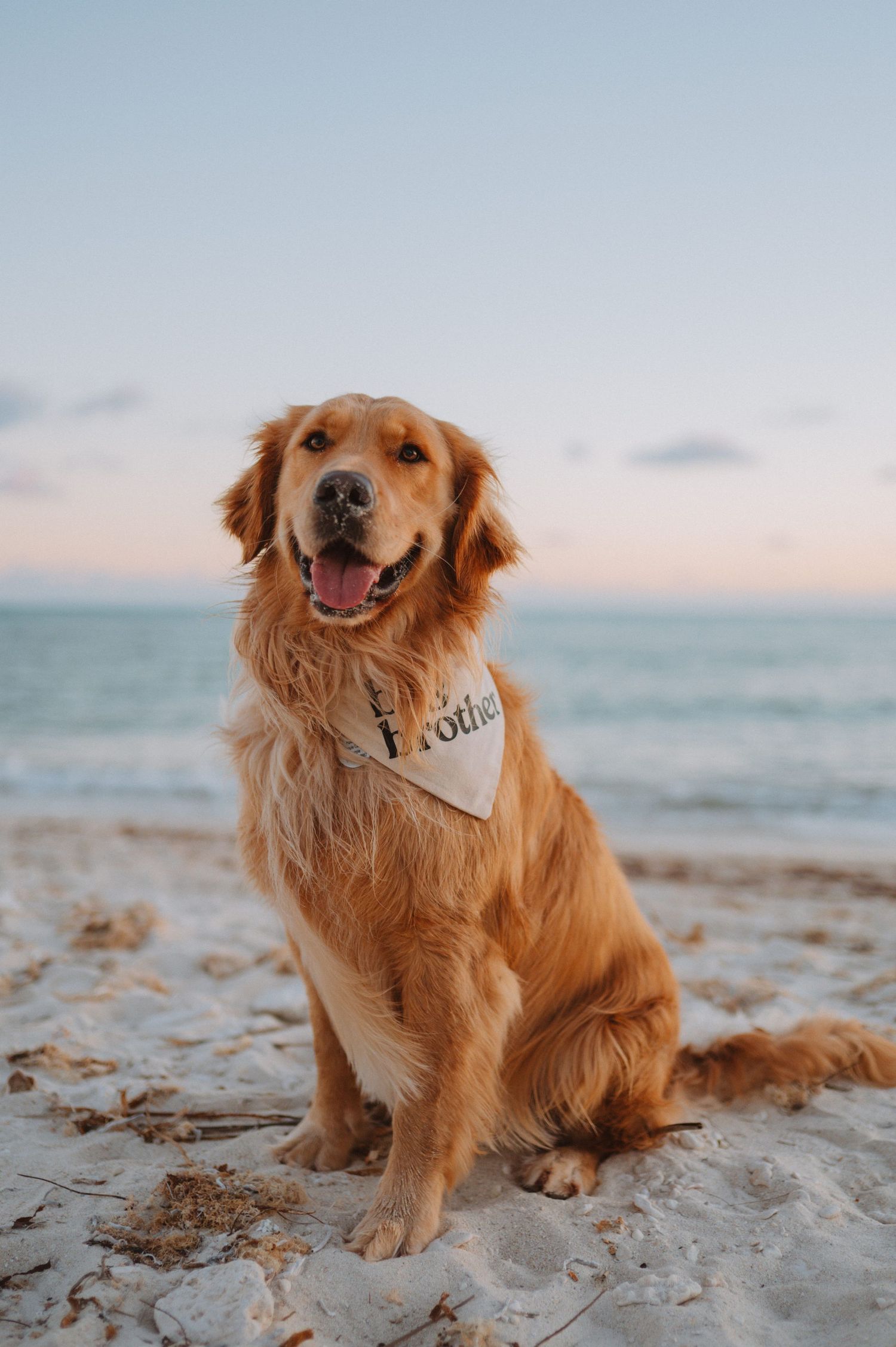 Key West maternity photographer including pets in beach pregnancy portraits for natural lifestyle sessions