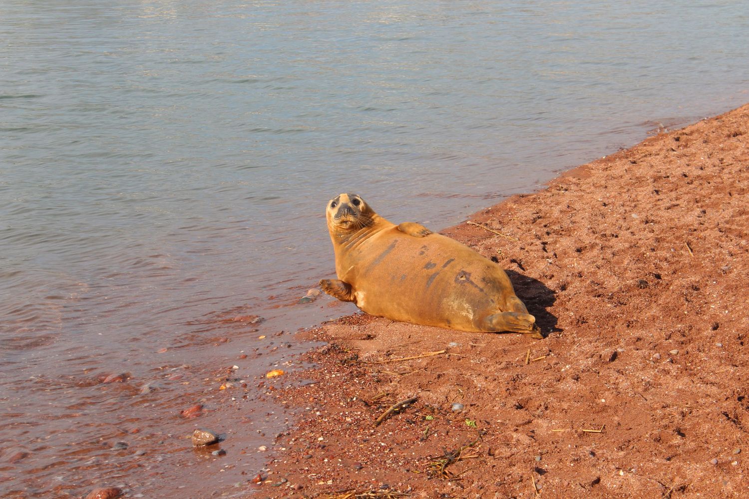 seal, beach