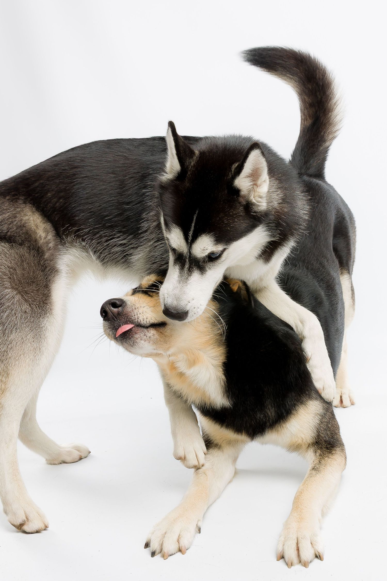 Huskys spielen miteinander, Studio Fotografie