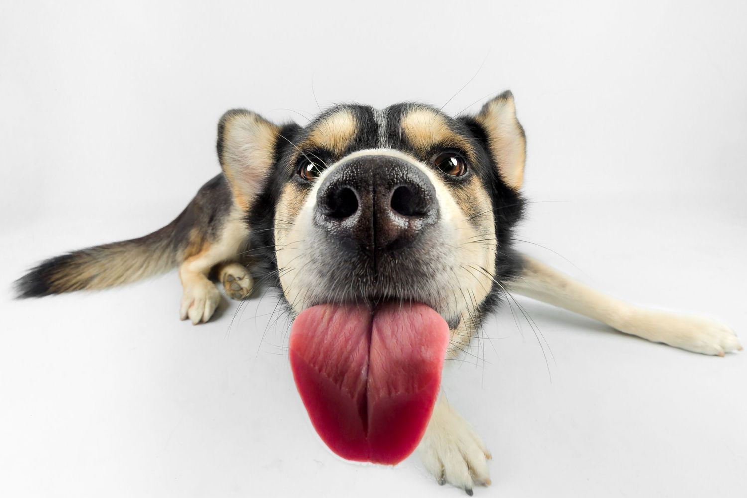 Close-up of a German Shepherd dog sticking out its pink tongue while lying down.