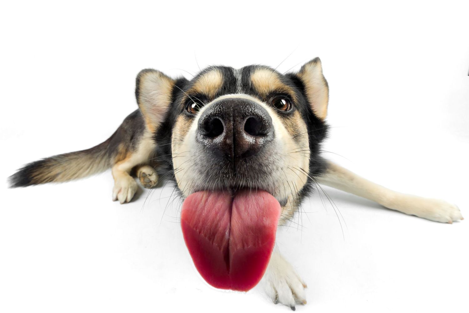 Hund (Husky-Golden-Retriever) leckt an Kamera , Studio Fotografie