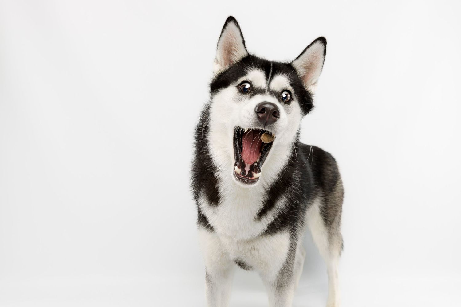 Sibirischer Husky fängt Leckerli , Studio Fotografie