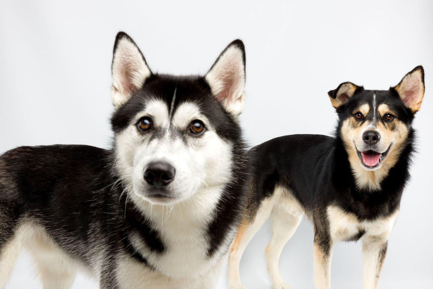 Huskys spielen miteinander, Studio Fotografie