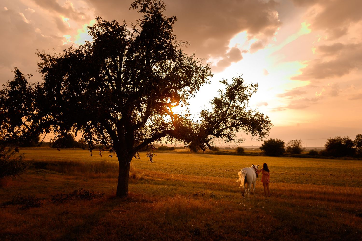girl and horse walk across a golden field at sunset with a tree silhouetted against the sky.