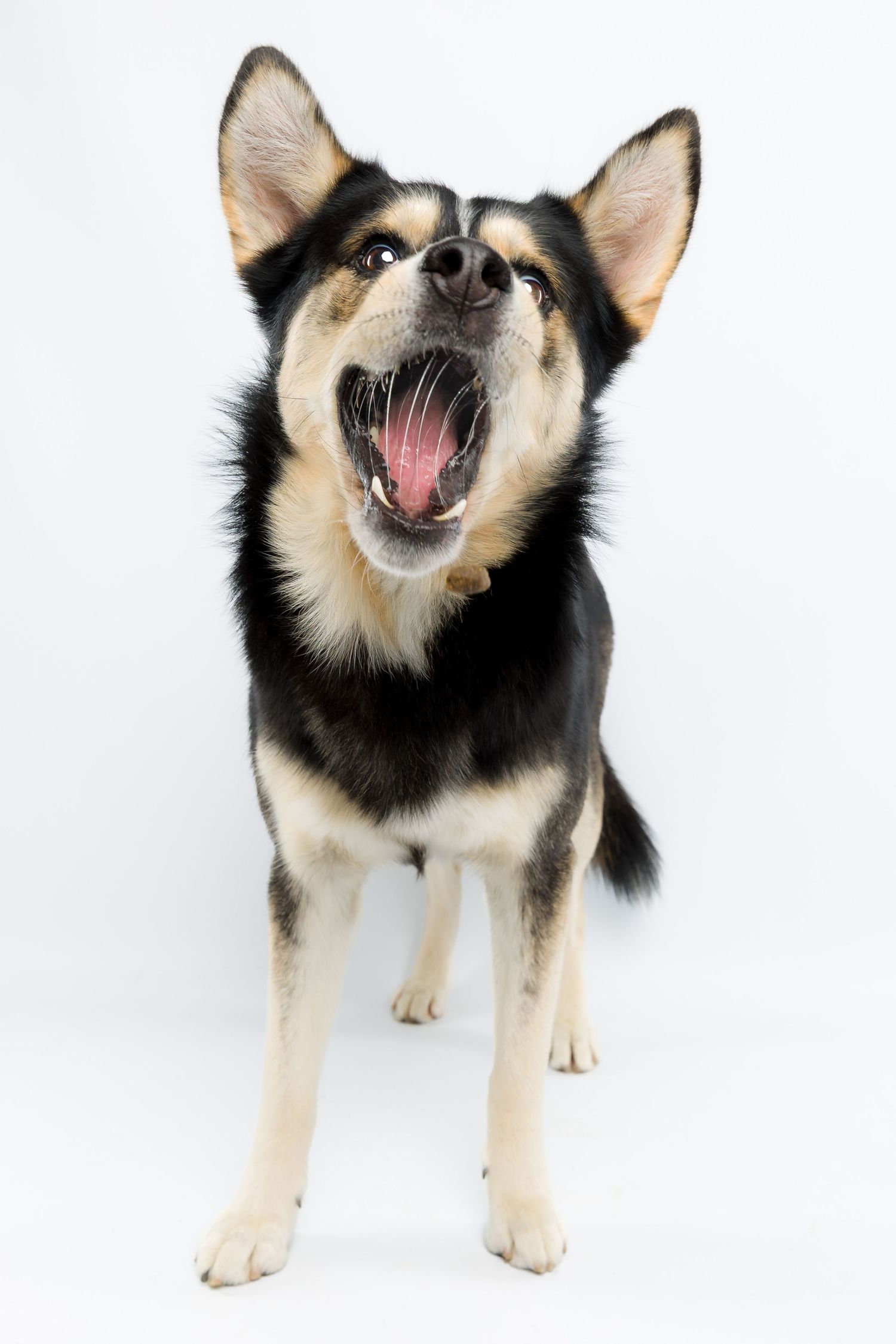 Husky-Golden-Retriever Mix fängt Leckerli , Studio Fotografie