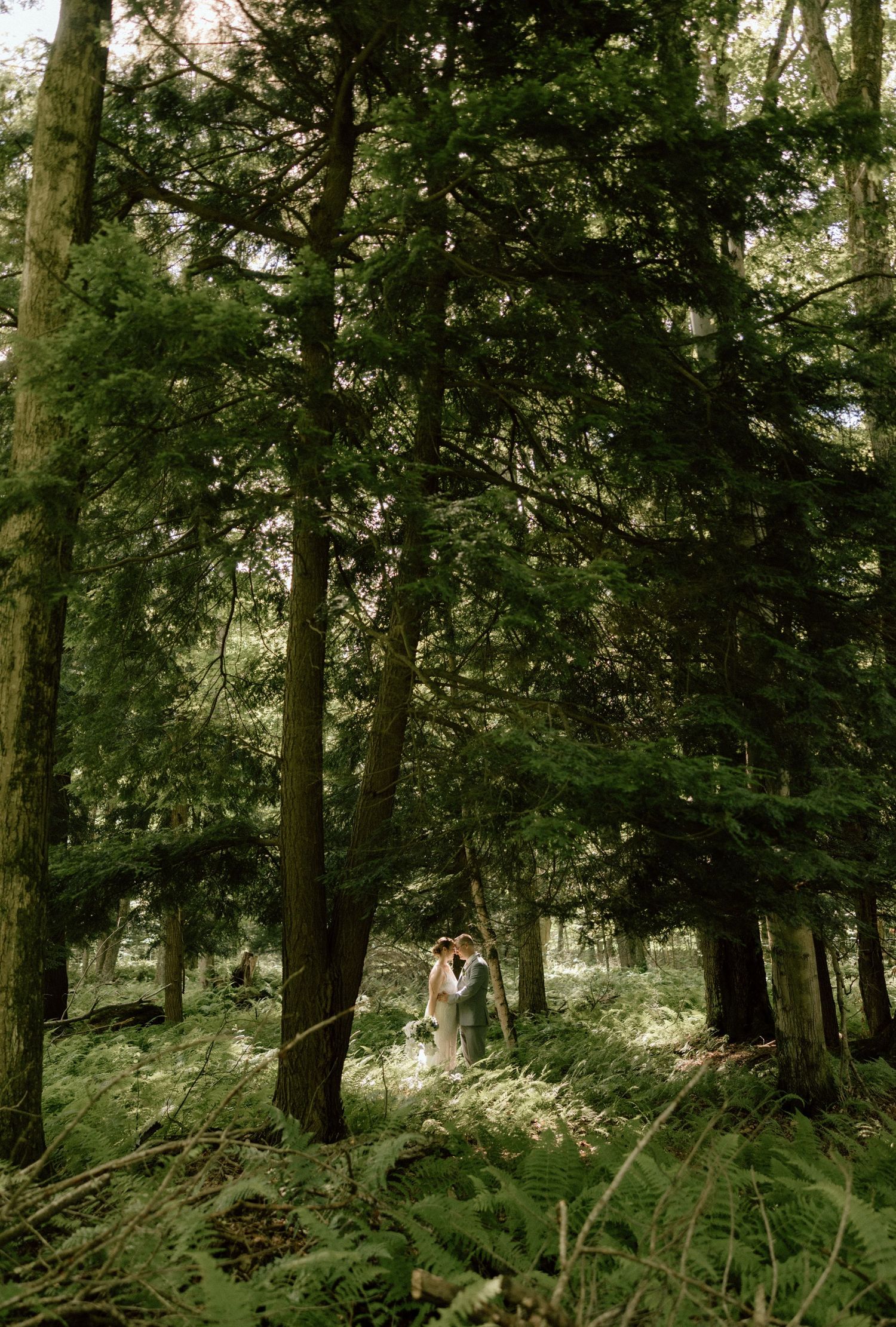 A panoramic forest scene shows lush green ferns and tall trees creating a serene woodland atmosphere.