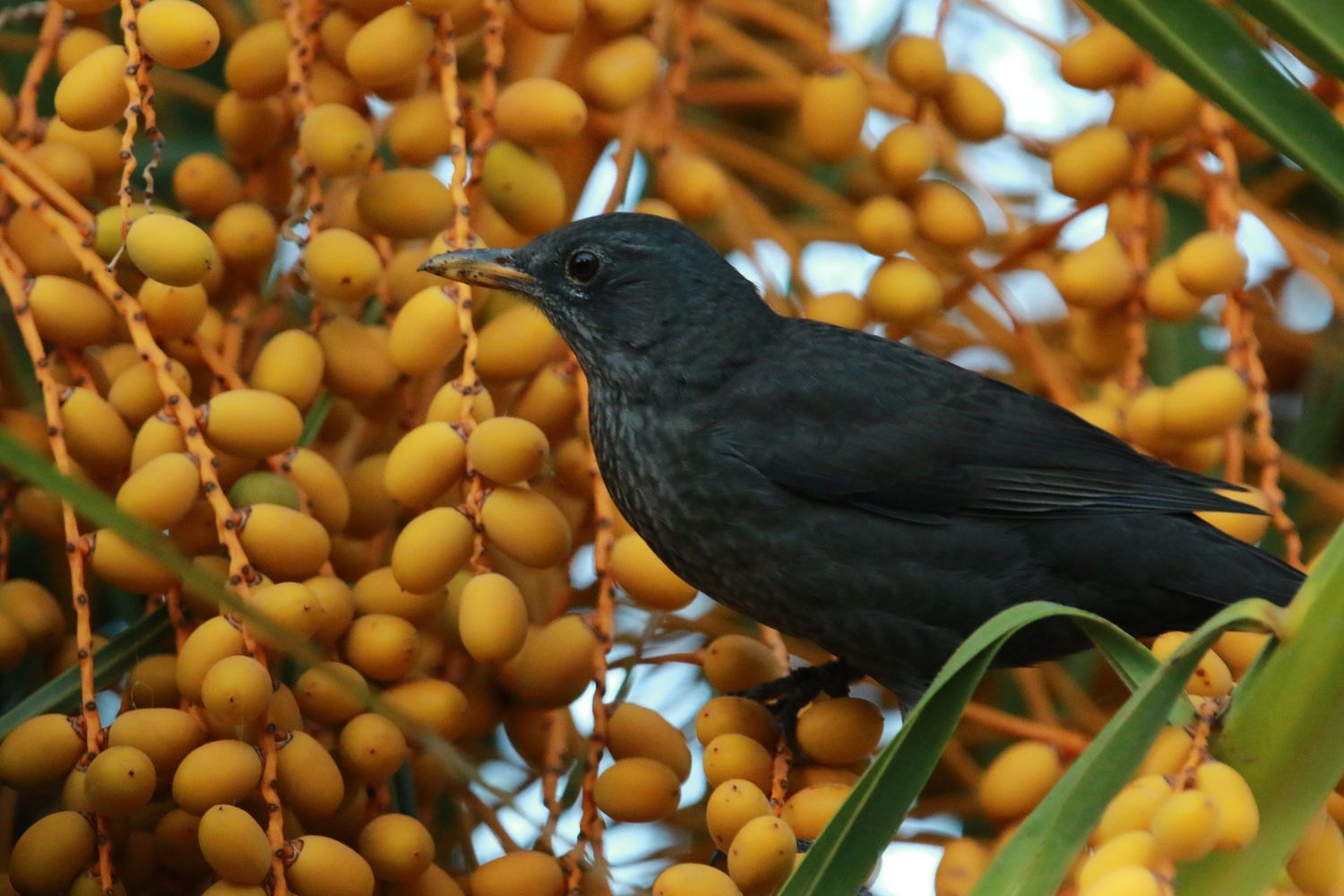 A black bird perches among clusters of bright yellow palm tree dates or berries.