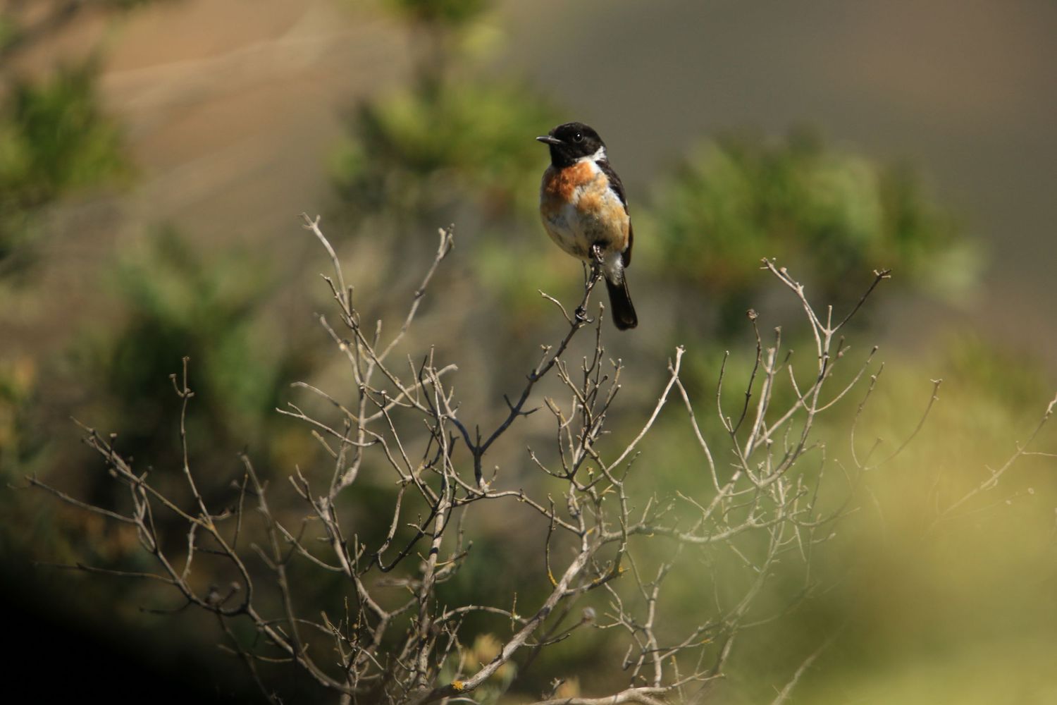 Stonechat songbird perches on dried branches in natural habitat.