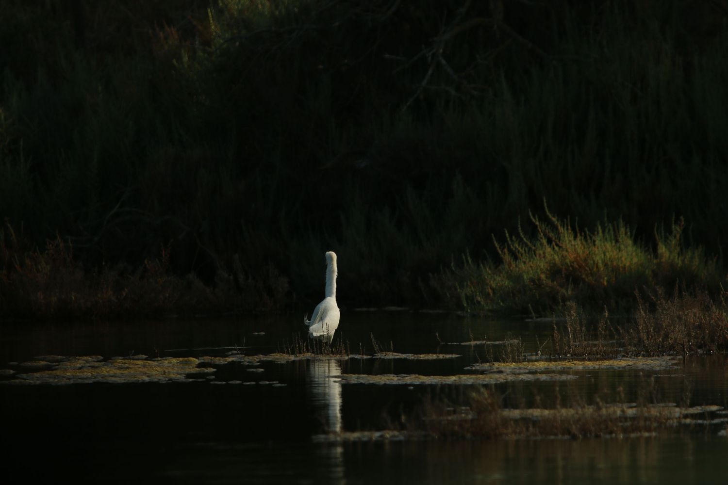 A lone white egret stands in calm water surrounded by dark reeds and vegetation in low-light conditions.