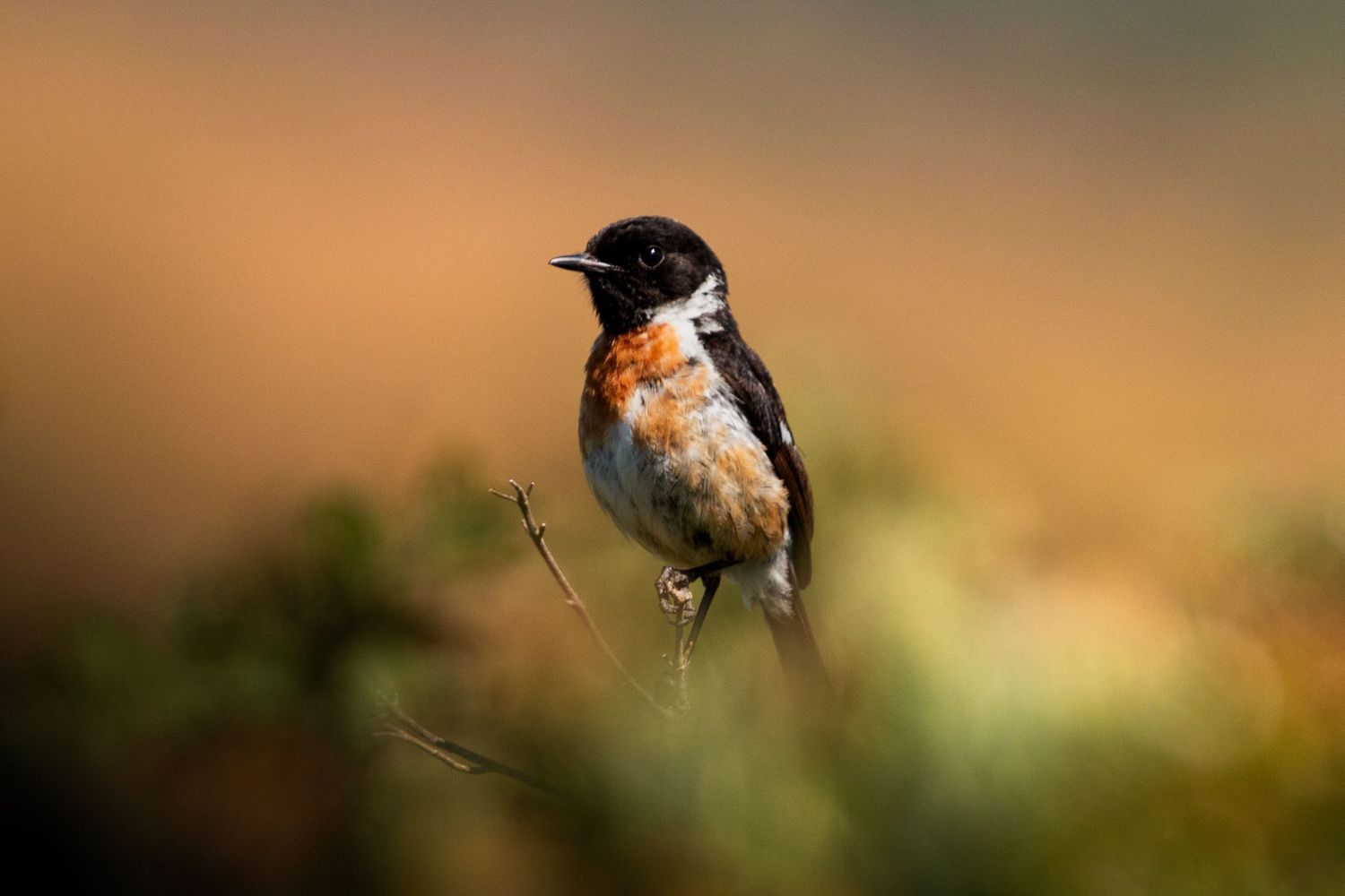 Small birds perched on branches against a soft blurred background.