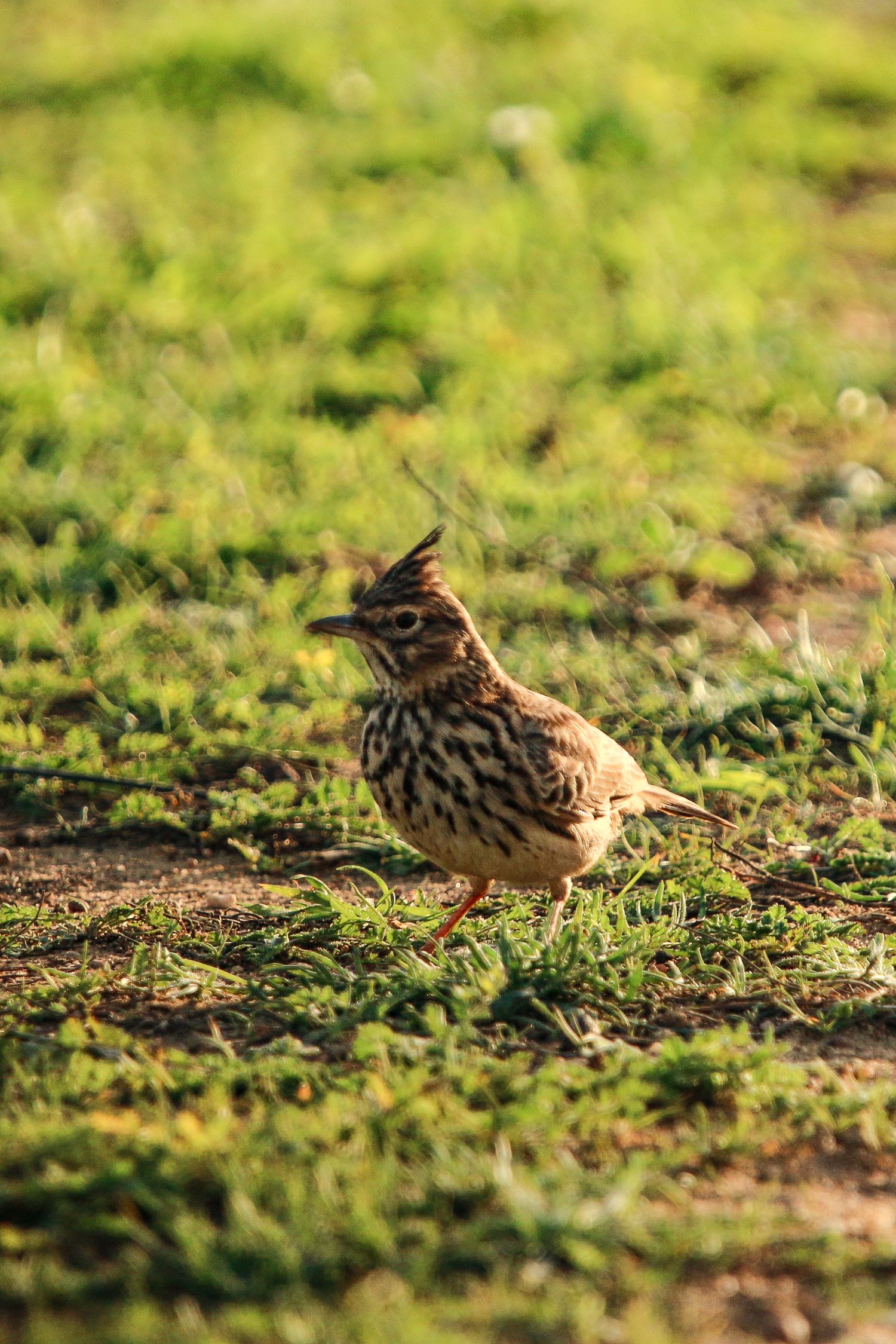 Speckled bird with raised crest stands on grassy ground in morning light.