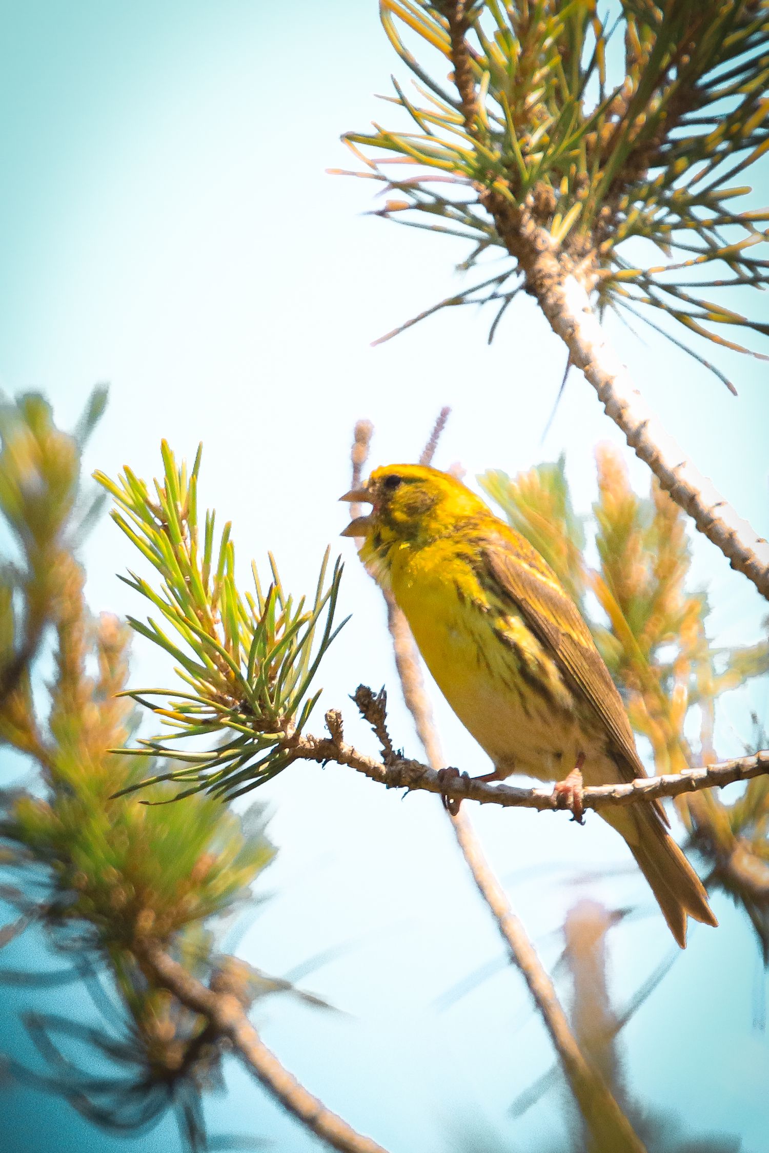 A vibrant yellow saffron finch perches on a pine tree branch against a soft blue sky background.