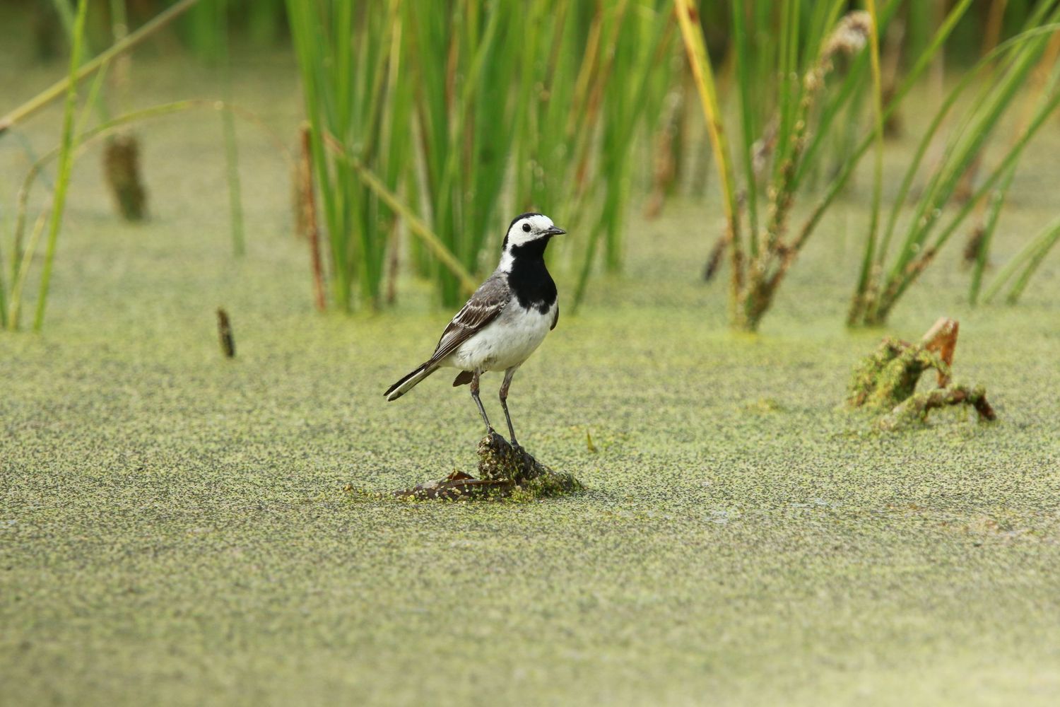 A small white wagtail bird stands on duckweed-covered water among green reeds in a wetland habitat.