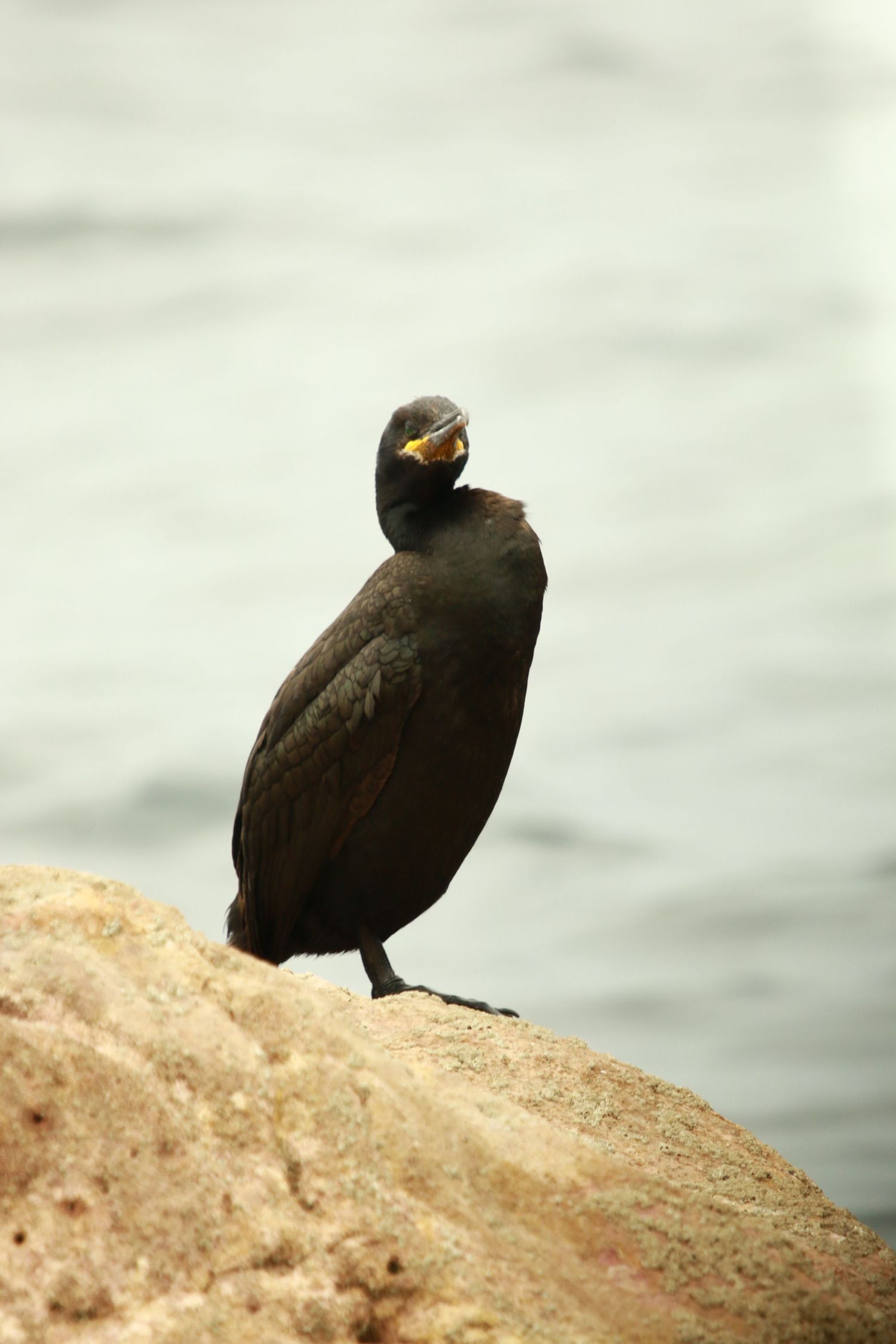 Dark cormorant stands on coastal rock with water in background.