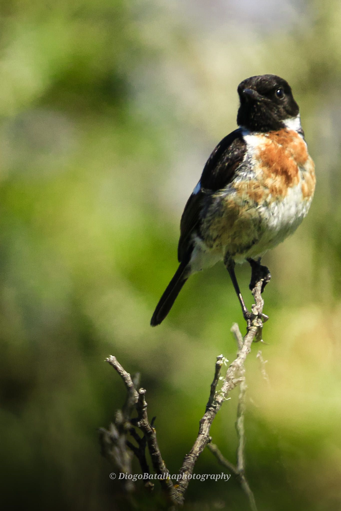 Stonechat bird with orange breast feathers perched on dried branch.