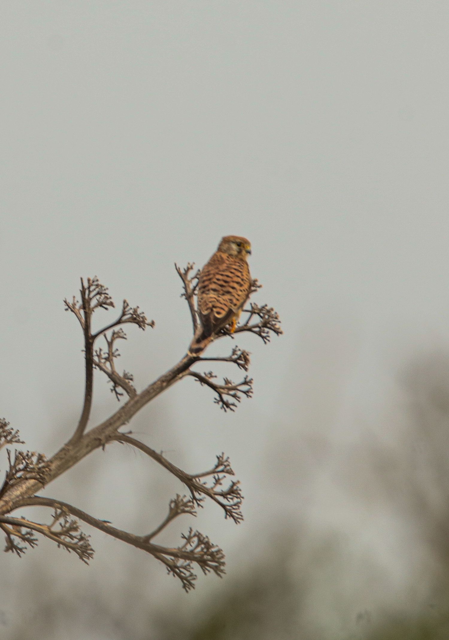 Small kestrel bird perches on bare winter branch against gray sky.