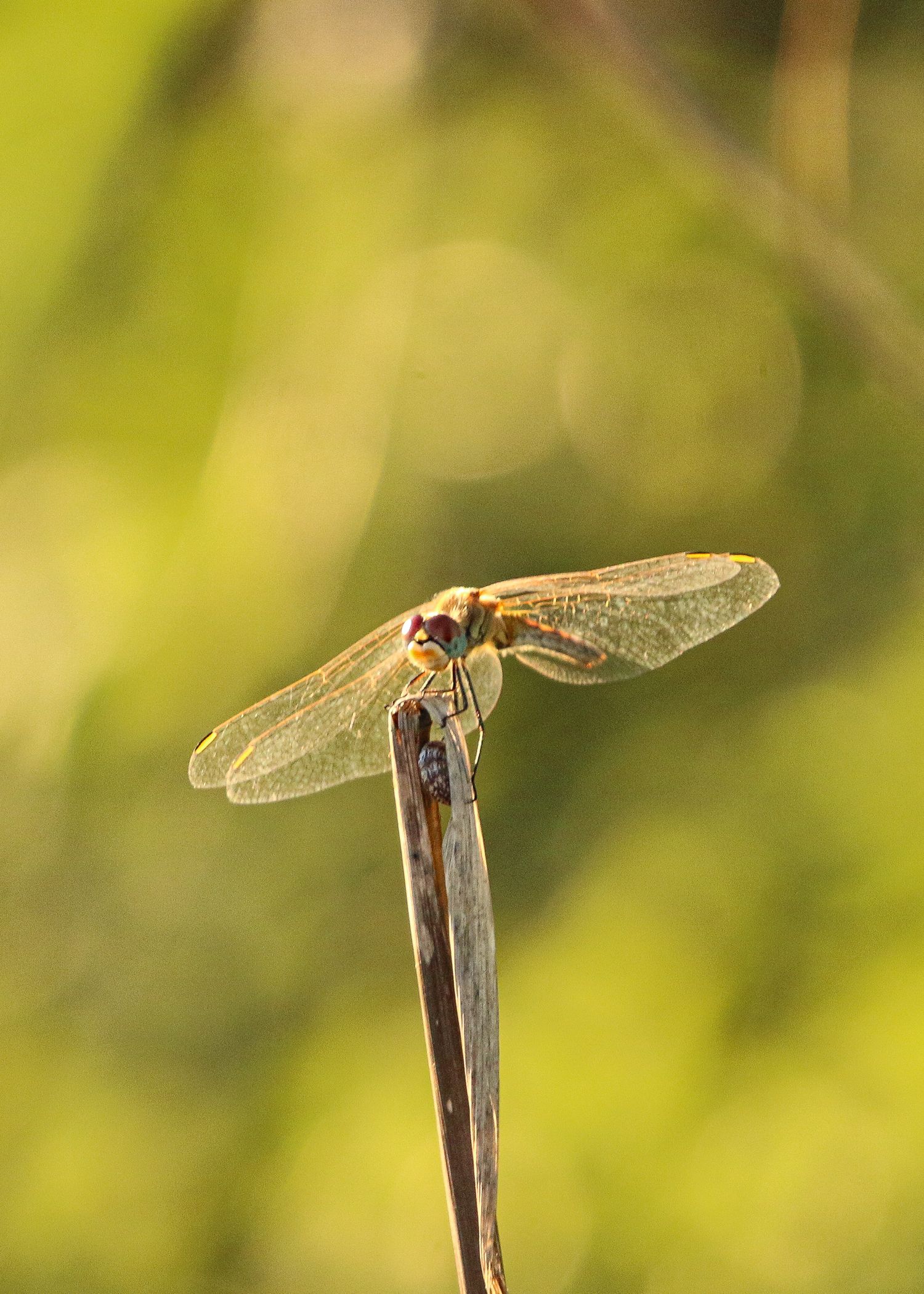A dragonfly perches delicately on a thin branch against a soft green bokeh background.