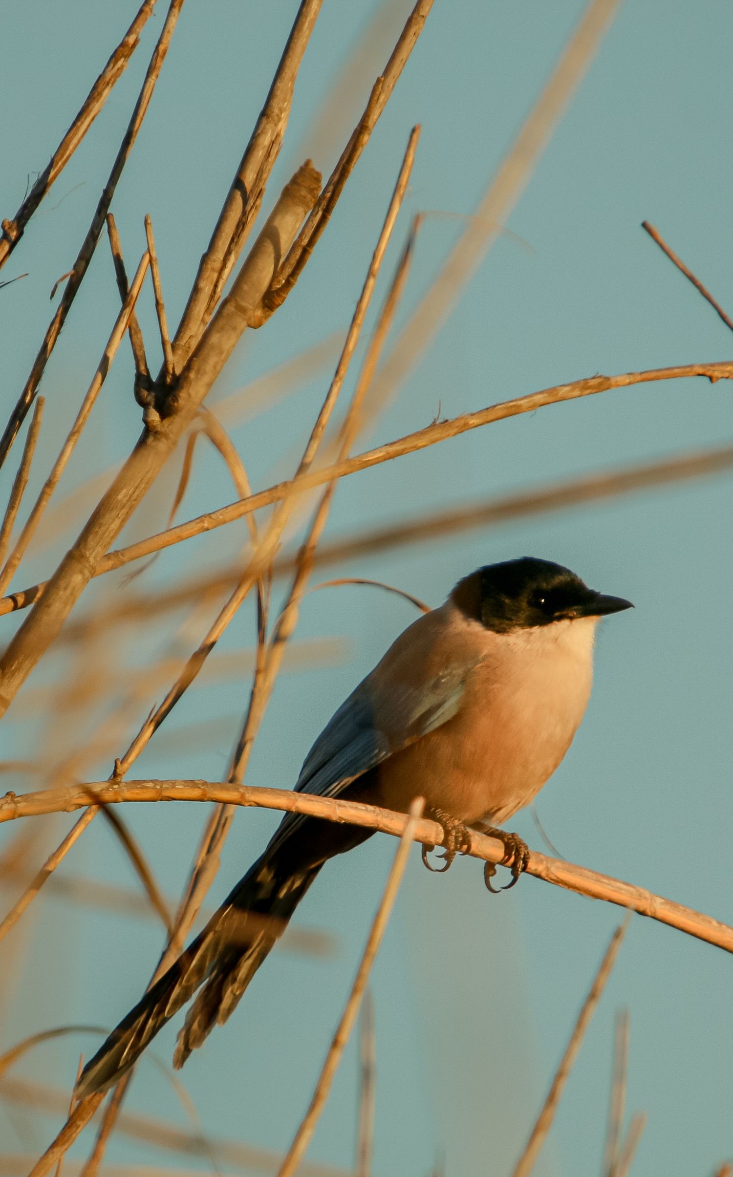 Small orange and gray bird perches on thin branches against blue sky.