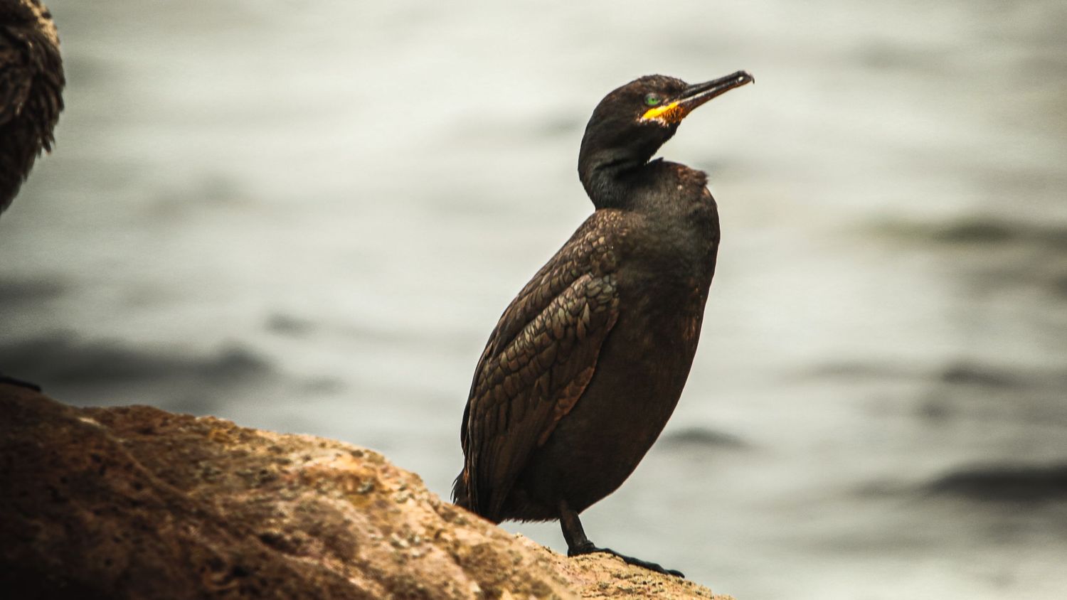Close-up of cormorant with yellow beak standing on coastal rock.
