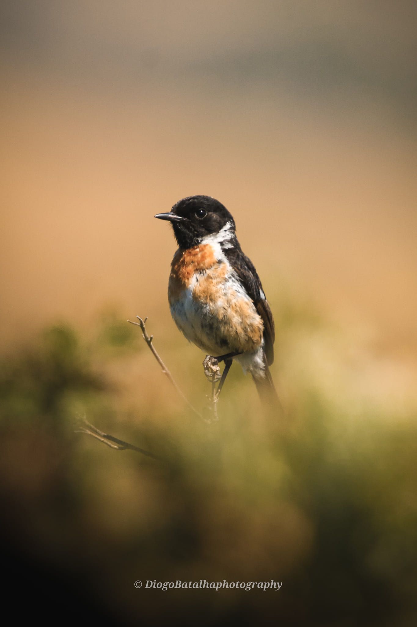 Stonechat bird perched on twig with soft brown bokeh background.