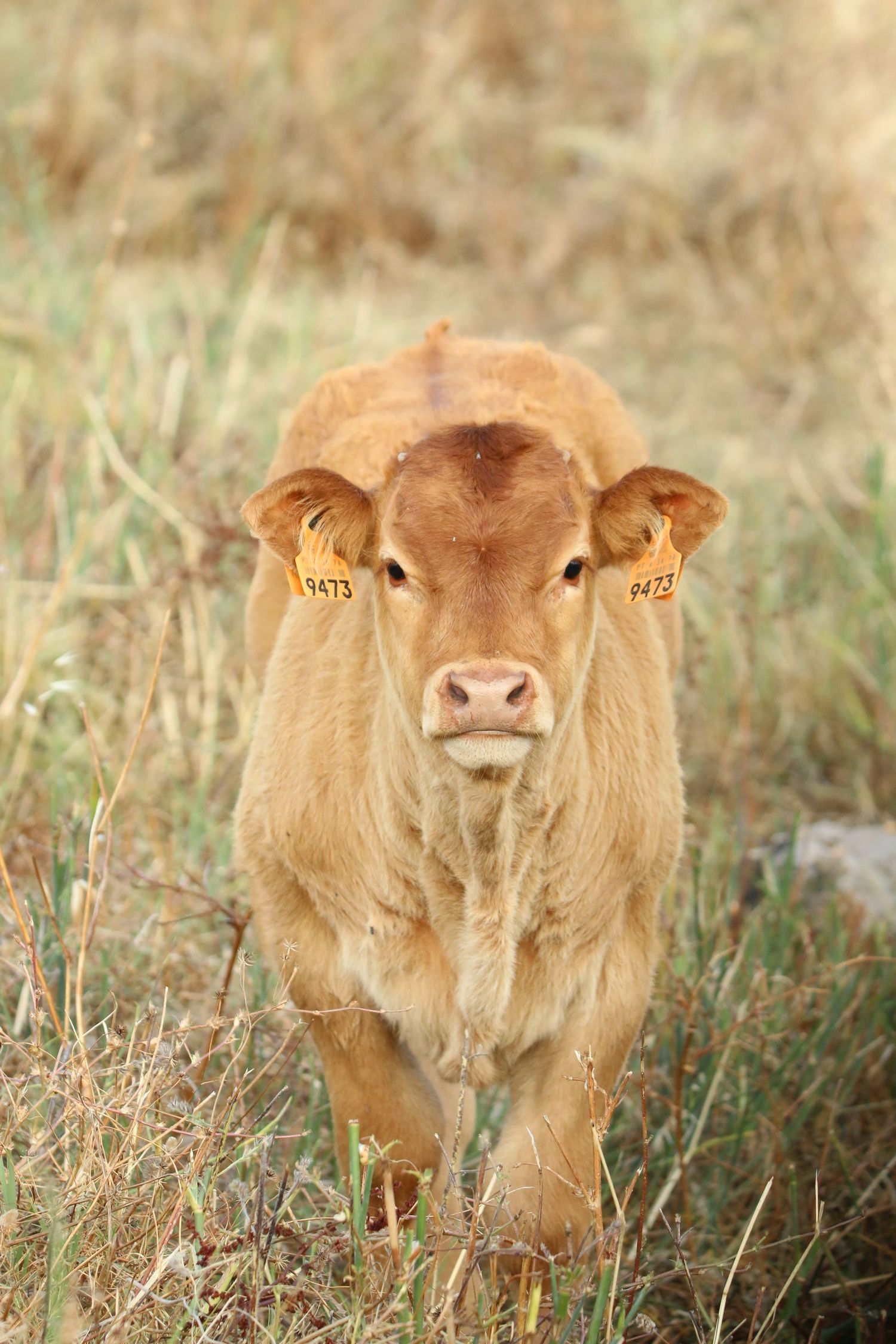 Young brown calf standing in dry grass field with direct gaze at camera.