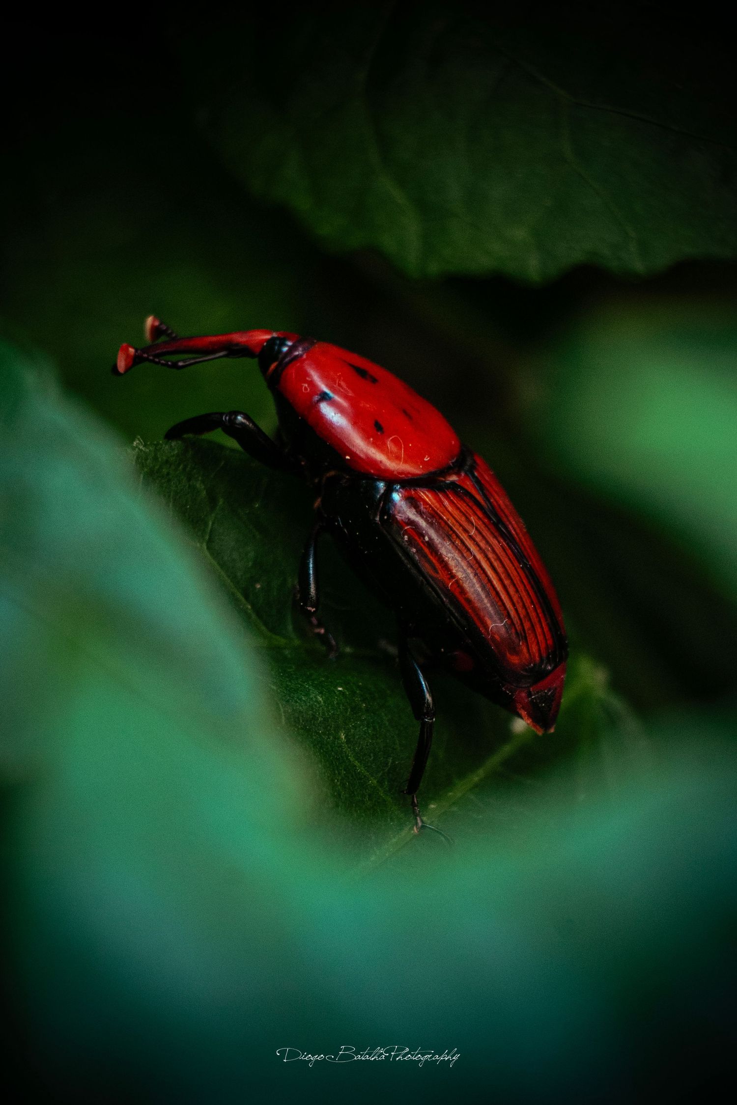 Vibrant red weevil beetle macro photography on dark green leaf.