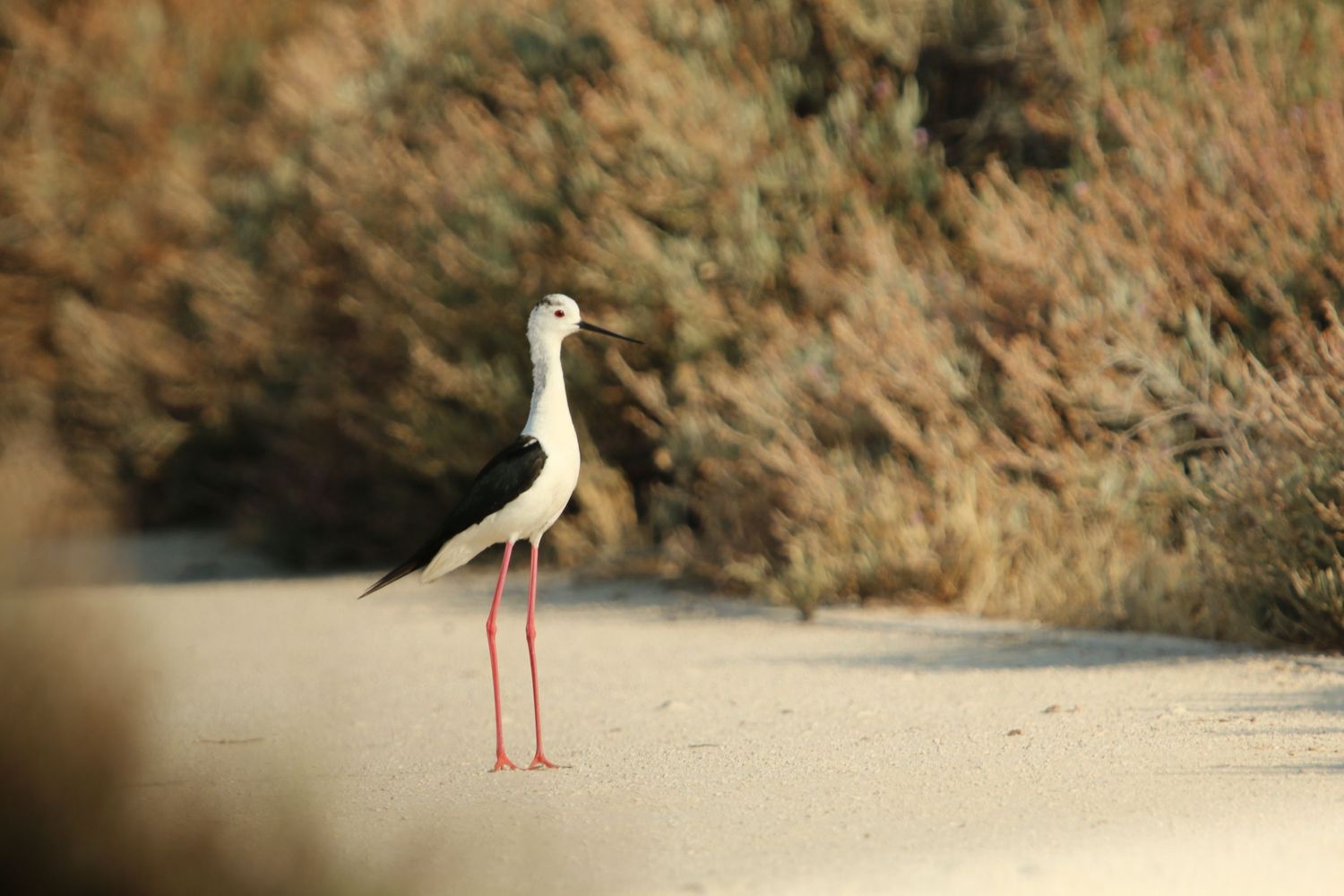 Long-legged white bird with red feet stands on sandy beach near rocky cliffs.