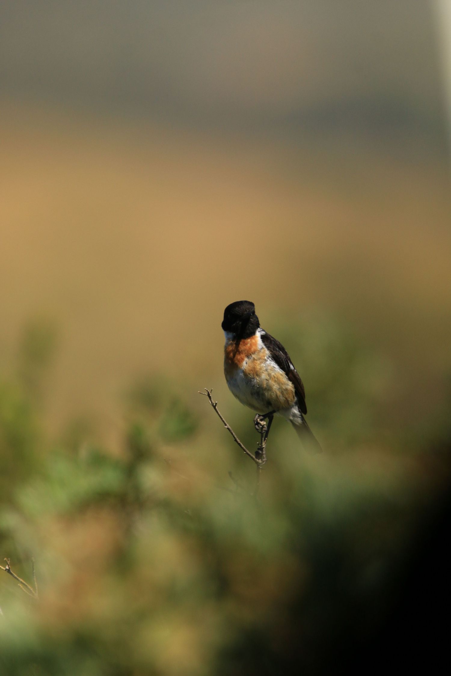 A small stonechat bird perches on a thin branch against a blurred natural background.