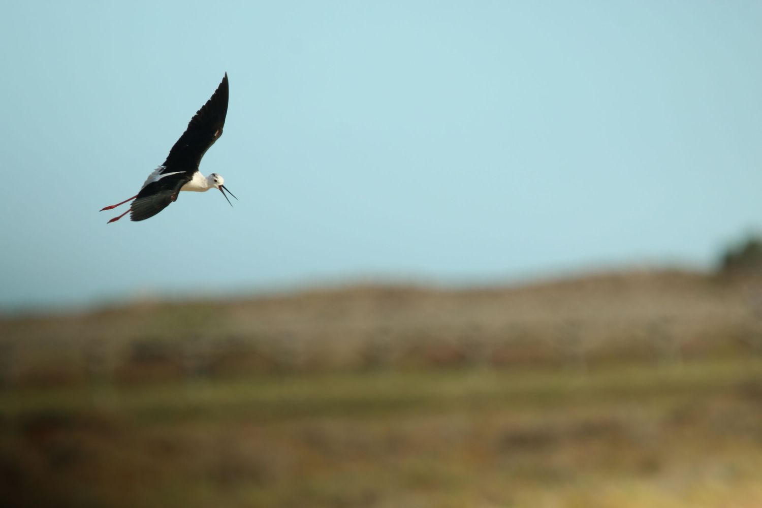 A majestic stork soars through the air against a blurred brown landscape and pale blue sky.