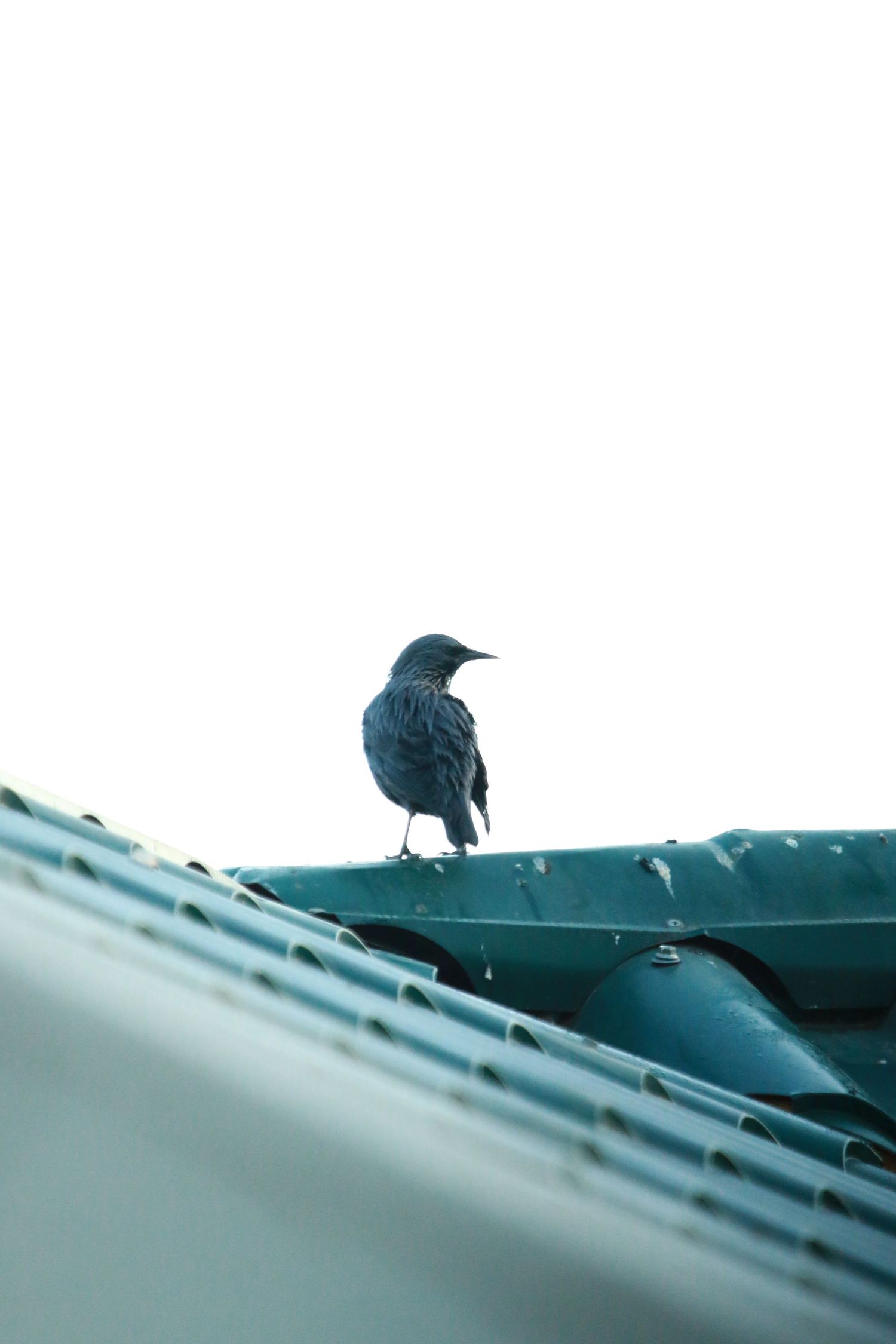 A small black bird perches on a turquoise-colored corrugated rooftop against a light background.