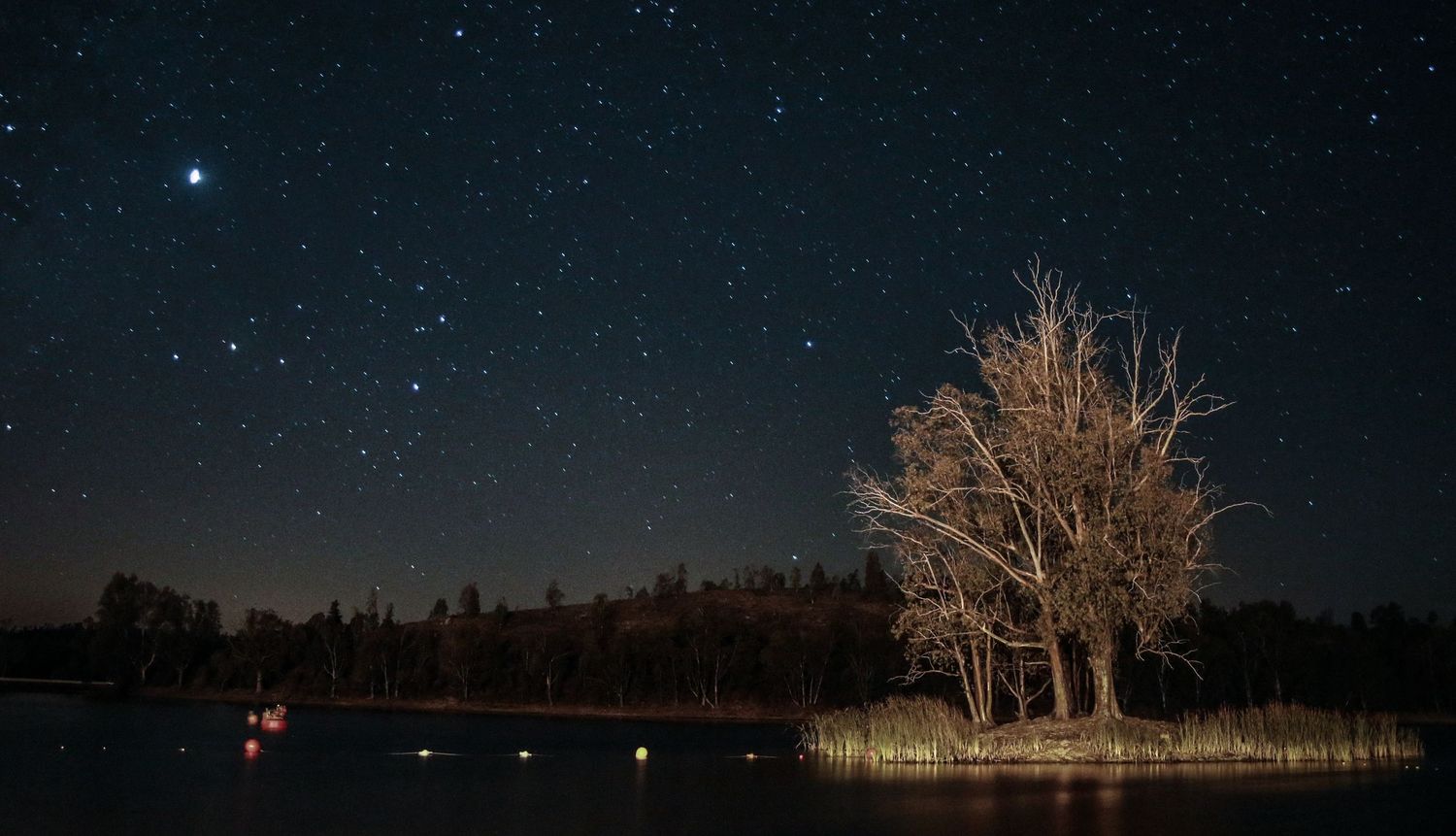 A lone tree stands illuminated against a starry night sky beside a calm lake with reflections in the water.