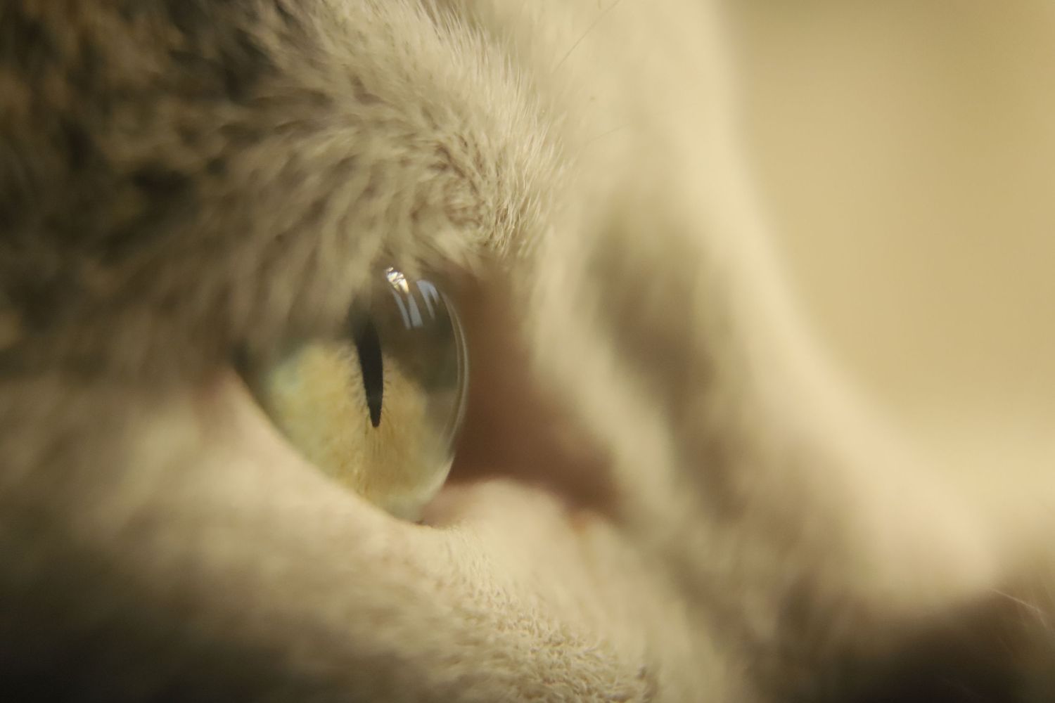 Extreme macro close-up of a cat's eye with soft beige blurred background showing delicate fur details.